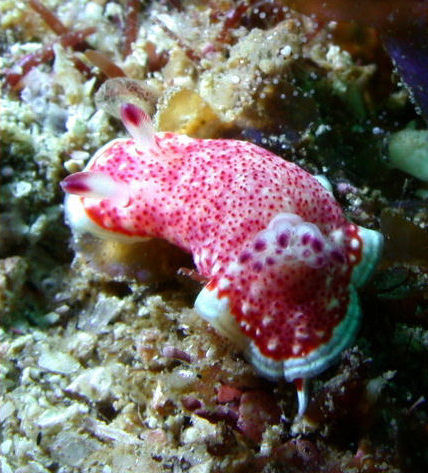 Chromodoris baumanni